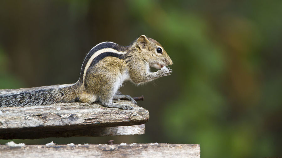 Close-up of squirrel