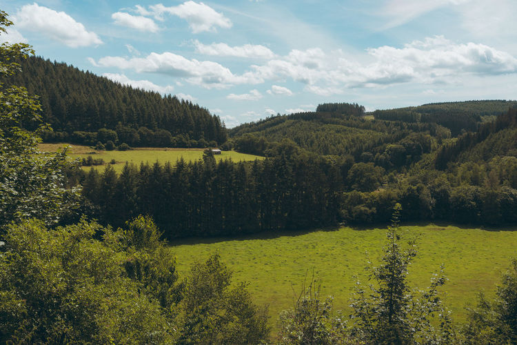 Scenic view of forest against sky