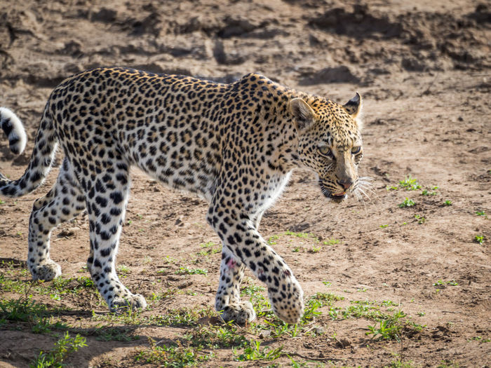Young leopard walking at kruger national park, south africa