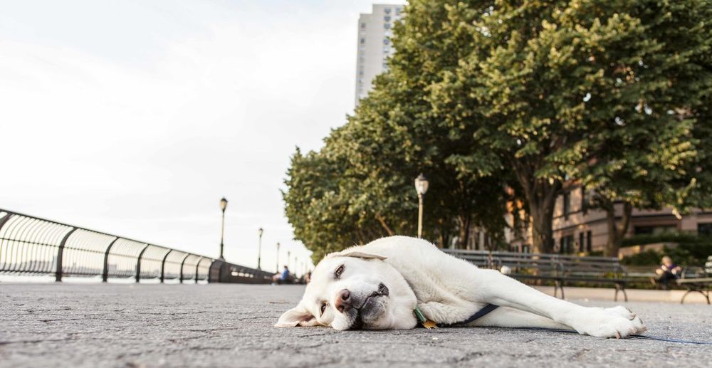 Dog resting on street