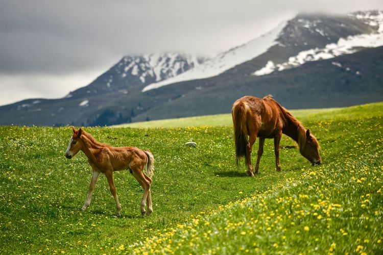 Qiongkushtai in xinjiang is a small kazakh village with a vast grassland, horses, and sheep.