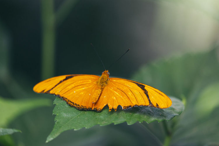 Close-up of butterfly perching on leaf