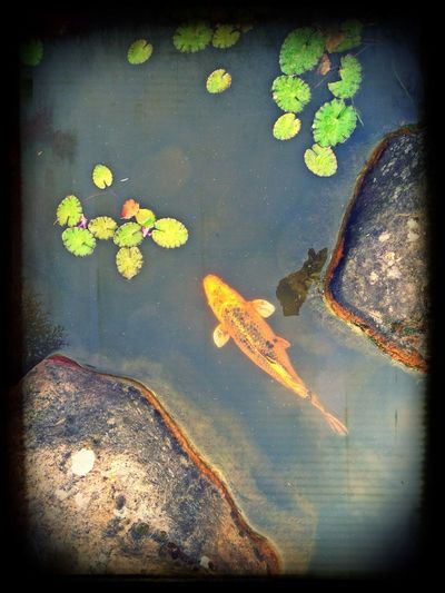 Leaves floating on pond