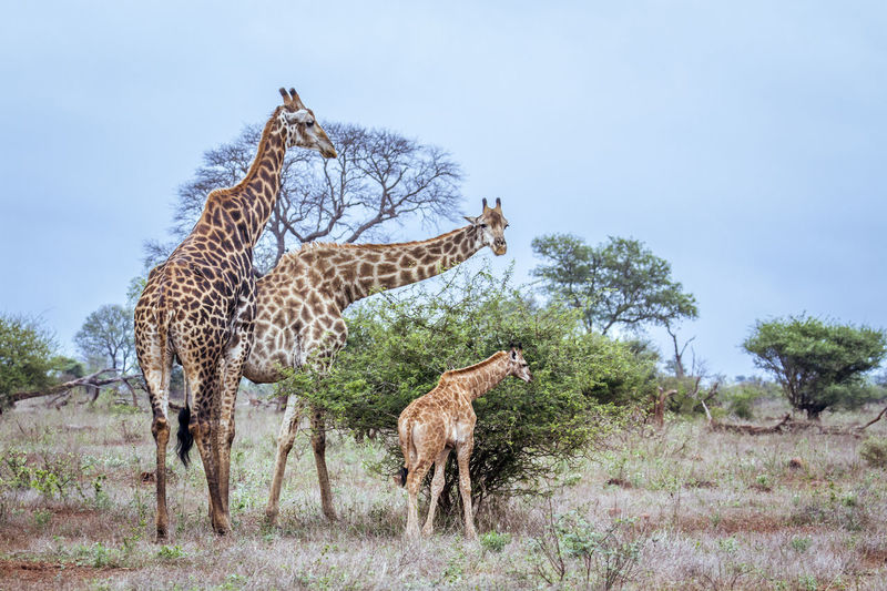 Giraffe standing in land