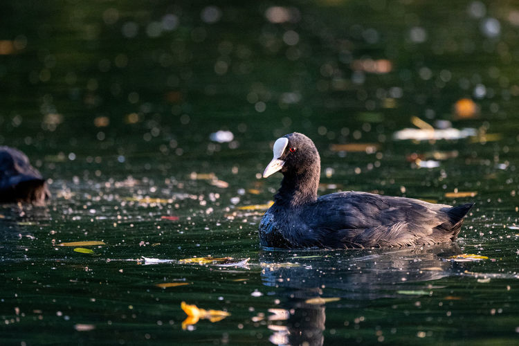 Eurasian coot swimming in a lake...