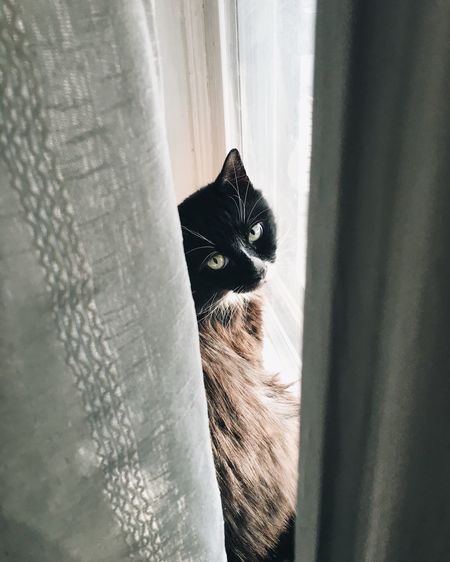 Portrait of a cat by the window
