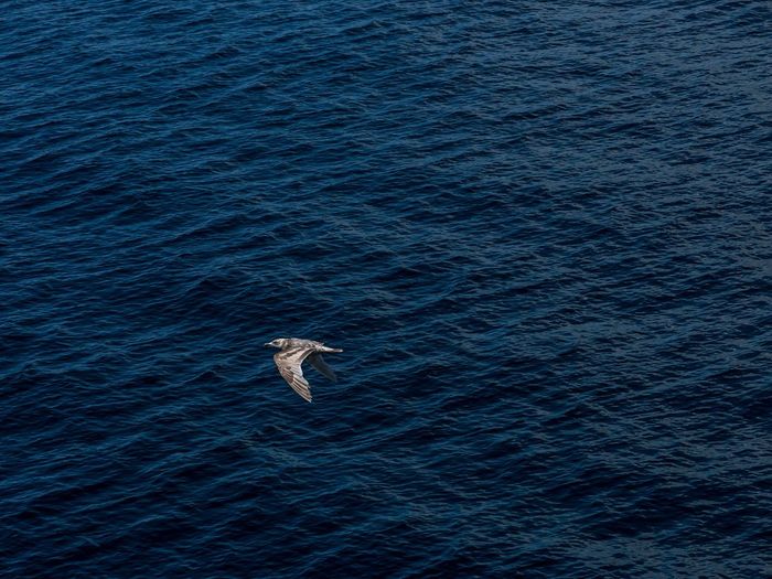 High angle view of seagull flying over sea