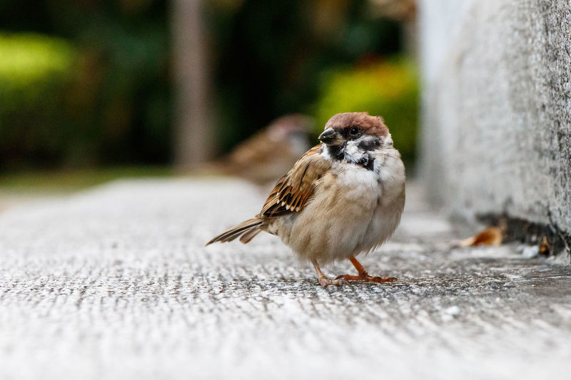 Close-up of sparrow perching on wood