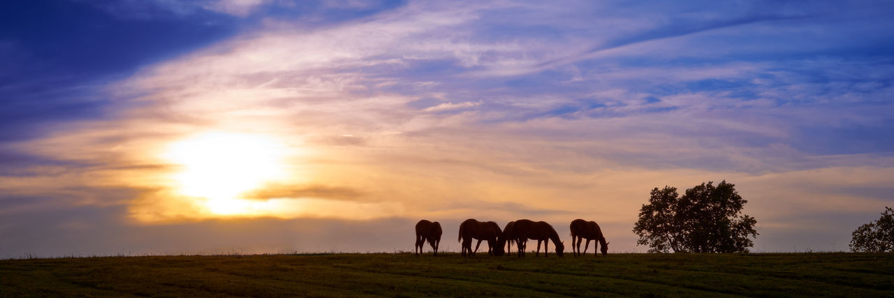 Horses grazing on land during sunset
