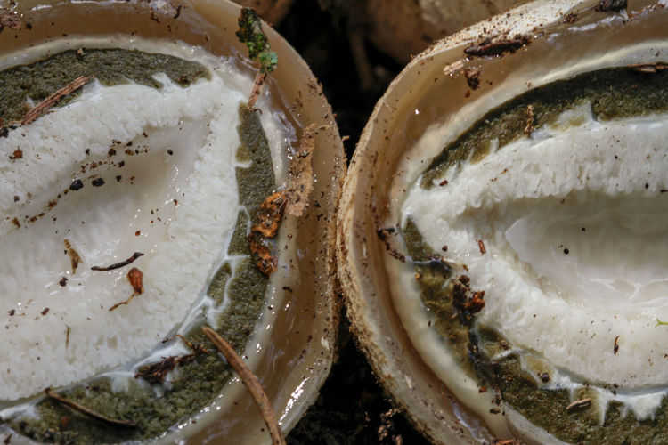 Witch eggs