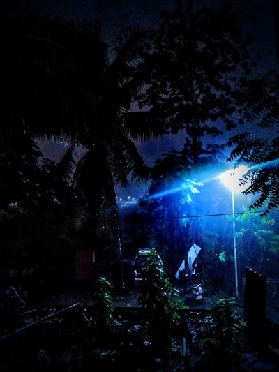 View of illuminated trees at night
