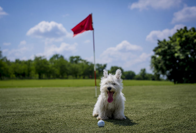 West highland white terrier sitting with golf ball on field