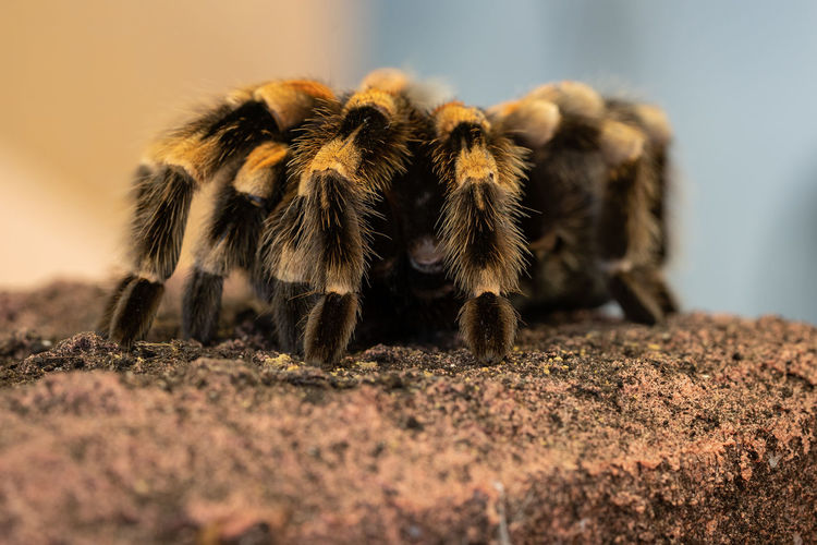 Close up of a mexican redknee tarantula, brachypelma smithi, on a stone