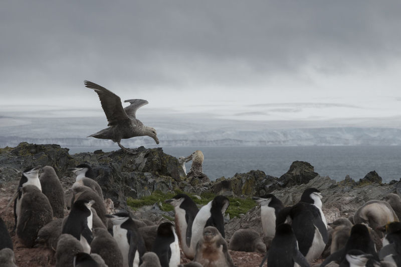 Southern giant petrels and chinstrap penguins nesting on livingston island, antarctica.