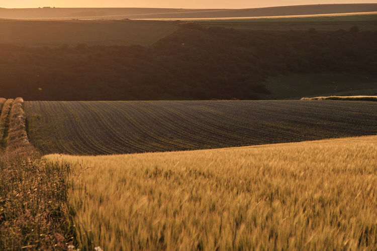 Wheat fields on a sunny evening in the south downs national park 