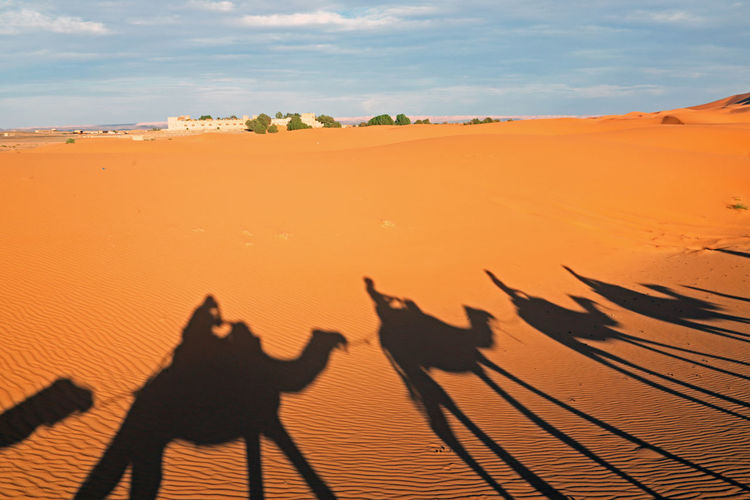 Shadows from a train of camels in the desert in morocco