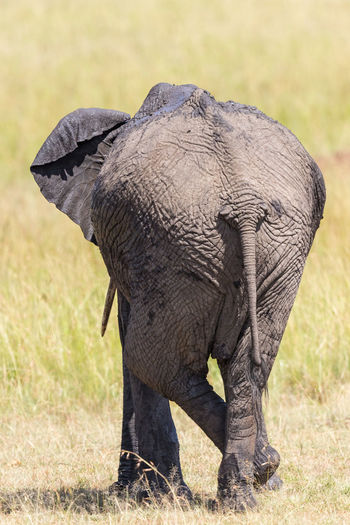 Elephant standing three legs and resting from behind