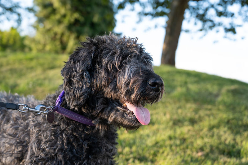 A happy black labradoodle stands smiling in a scenic green park while enjoying a walk