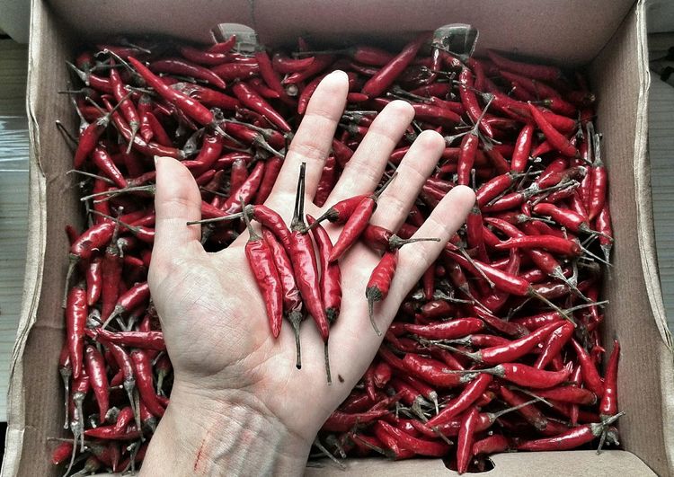 Cropped hand holding red chili peppers over cardboard box
