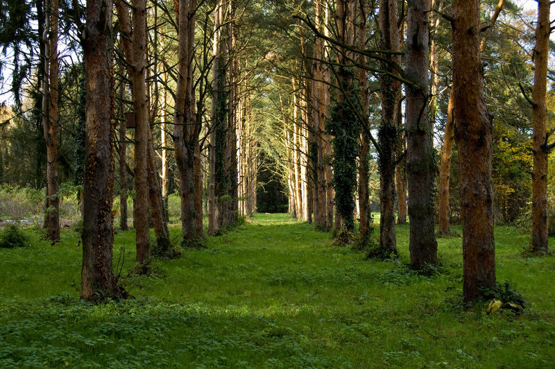 Pathway amidst trees