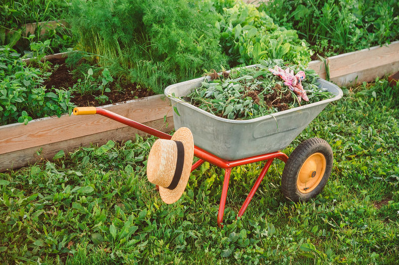 A wheelbarrow with weeds stands in the garden against the background of vegetable beds. garden
