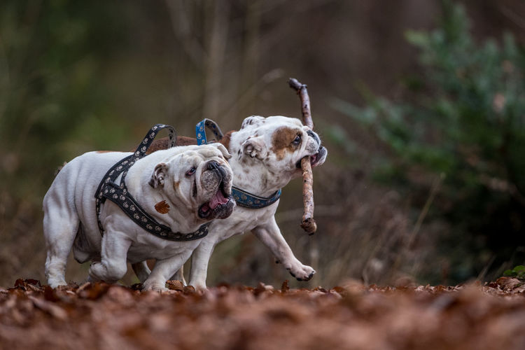 Isolated english bulldogs playing with a stick in the forest during fall