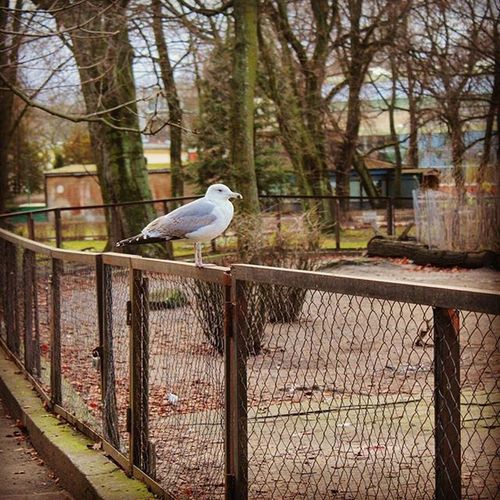 Bird perching on tree trunk