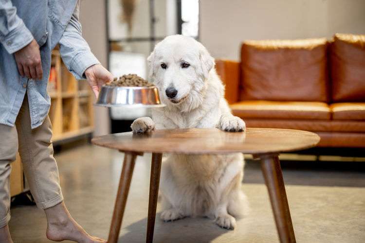 Full length of dog standing on table