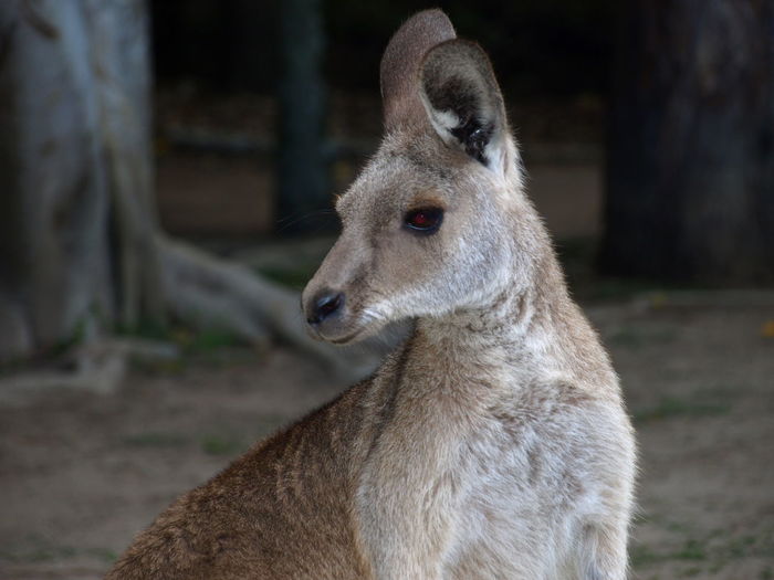 Close of of kangaroo