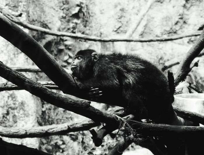 Monkey on tree branch in zoo