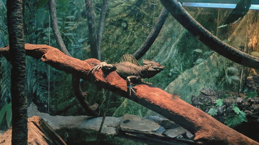 Close-up of iguana on wood