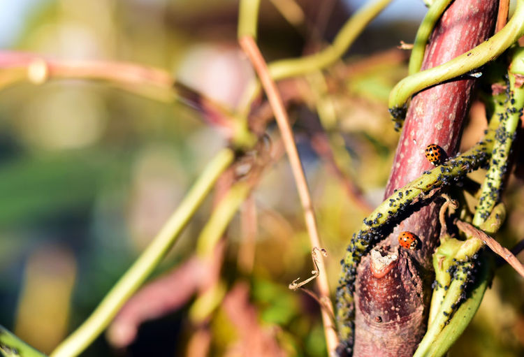 Close-up of caterpillar on plant