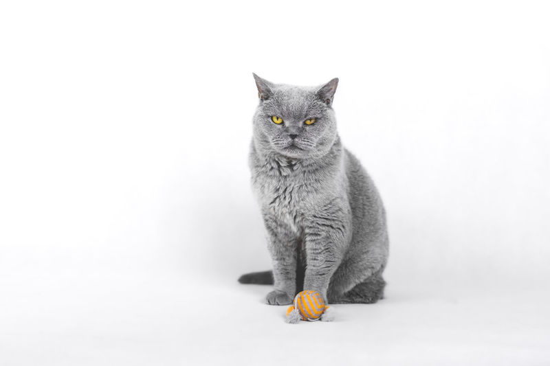 Portrait of a cat looking away over white background