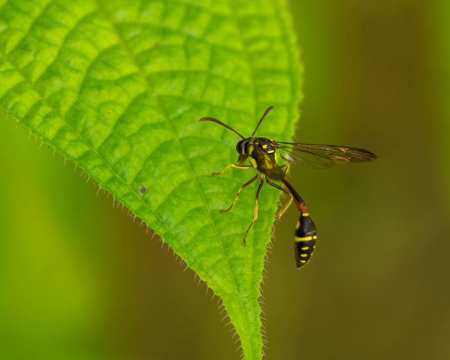 Close-up of insect on leaf