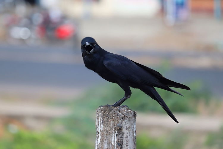 Side view of carrion or common crow or himalayas corvus looking at the camera
