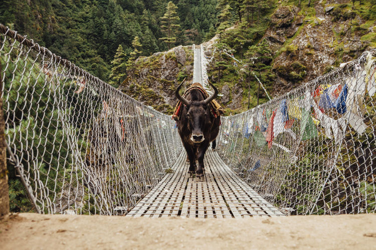 Yak walking on footbridge amidst mountains at sagarmatha national park