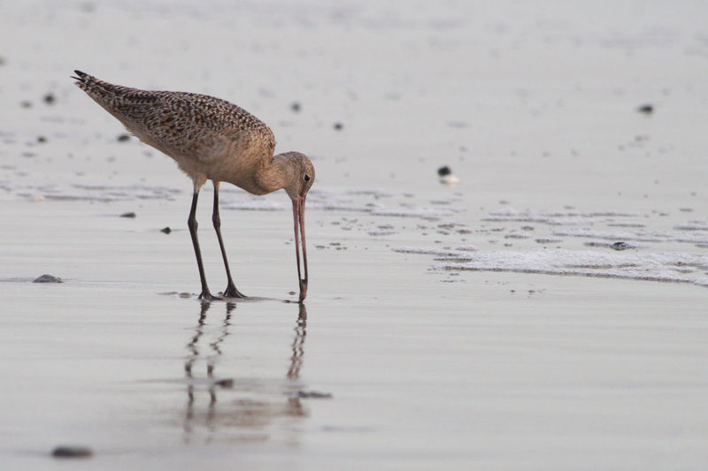 Bird on beach