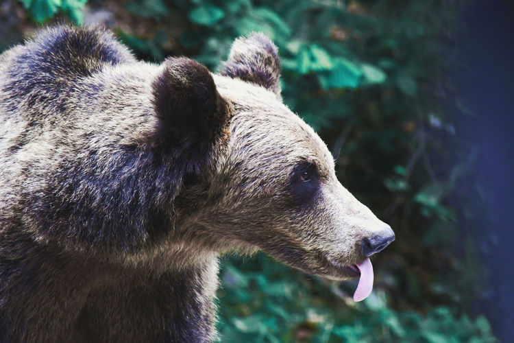 Close-up of a brown bear sticking out its tongue