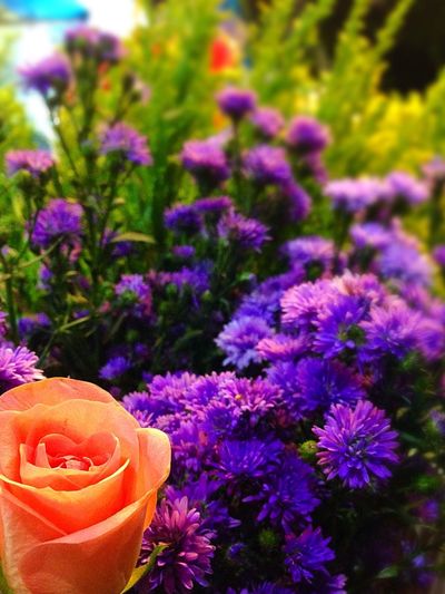Close-up of purple crocus flowers