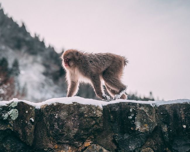 Squirrel on rock against sky