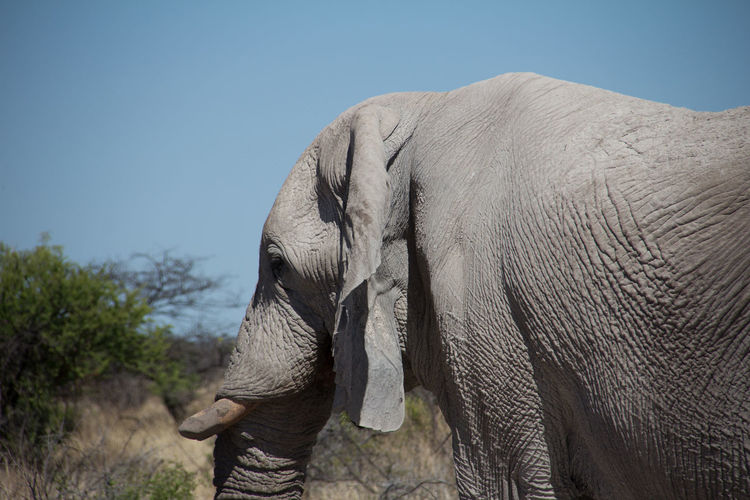 Side view of elephant against clear sky