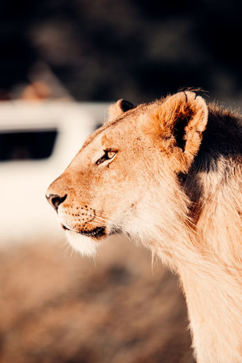 Lion in wild kenya