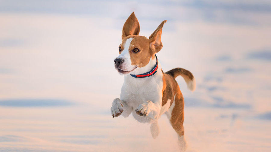 Dog looking away while running on snow covered field