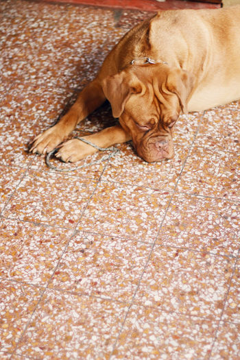 Close-up of dog