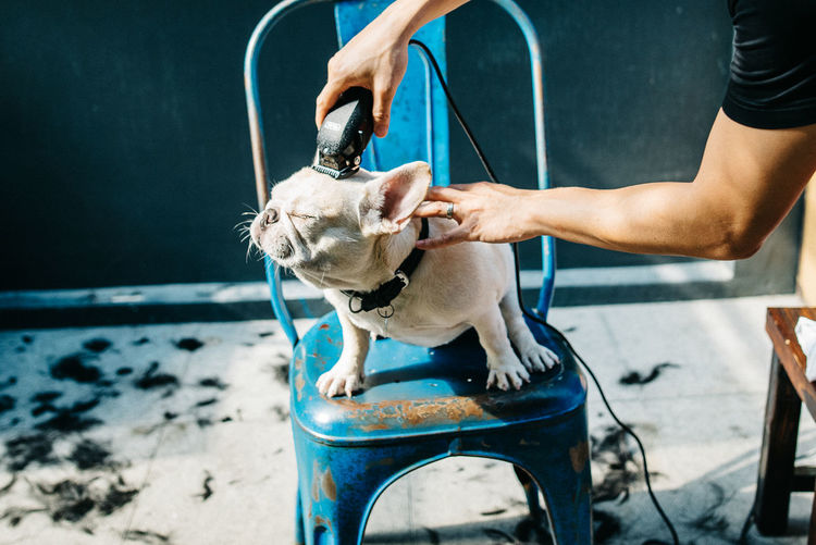 Streetphotography Dog French Bulldog The Week On EyeEm Summer Dogs Capture The Moment