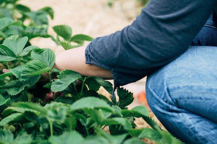 Midsection of woman working in strawberry field