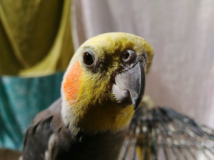 Close-up portrait of cockatiel