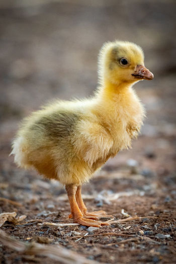 Gosling stands on ground with blurred background