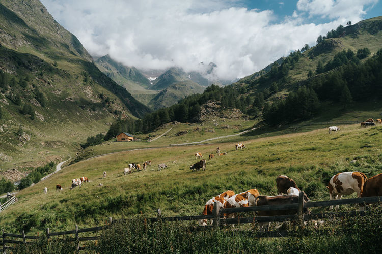 Panoramic view of cows on landscape against mountains