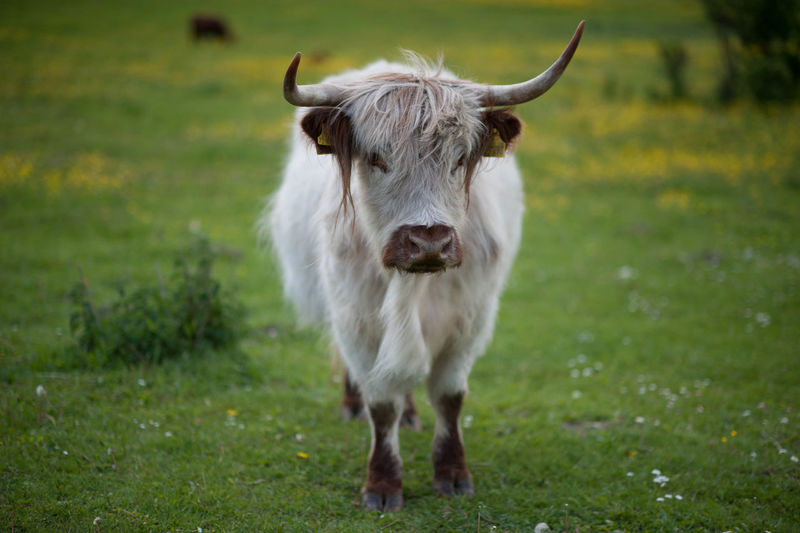 Full length portrait of young yak standing on field